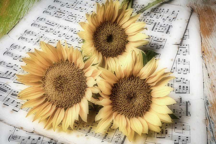 Sunflowers On Sheet music Photograph by Garry Gay