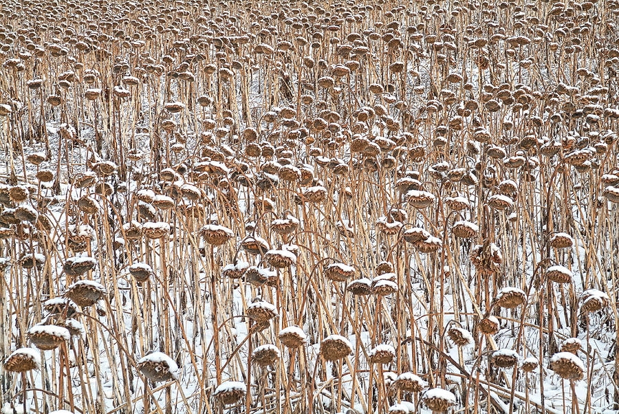 Sunflowers On Snow Photograph by Steve Lucas
