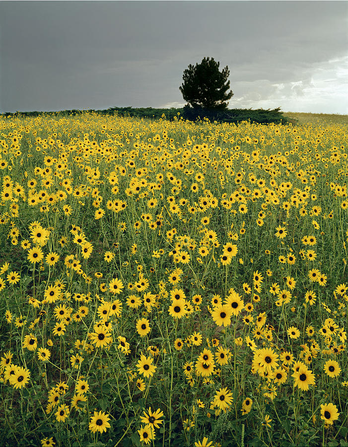 216003-Sunflowers on the Great Plains   Photograph by Ed  Cooper Photography