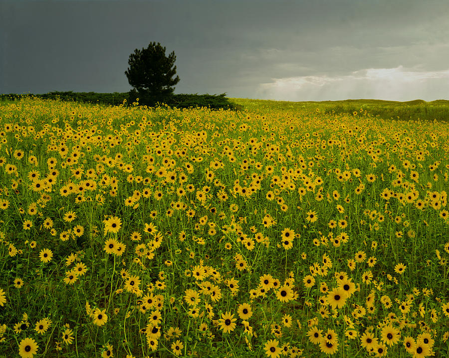 216004-Sunflowers on the Great Plains  Photograph by Ed  Cooper Photography