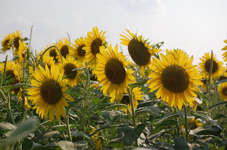 Sunflowers Photograph by Patty Vicknair