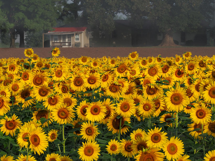 Sunflowers Photograph by Paula Ponath