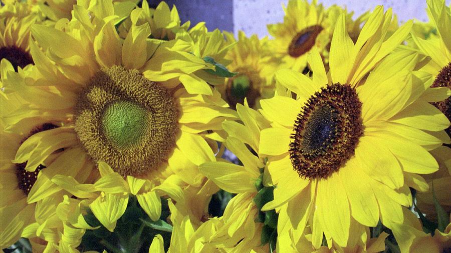 Sunflowers Photograph by Philip de la Mare