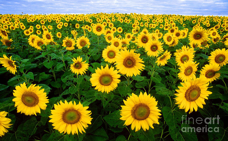 Sunflowers Photograph by Photo Researchers