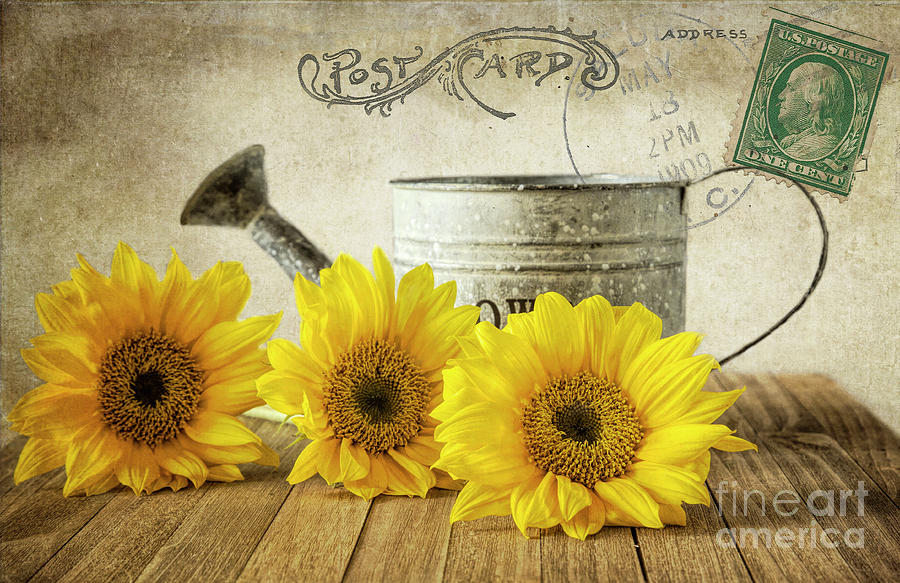 Vintage Photograph - Sunflowers Postcard by Elisabeth Lucas