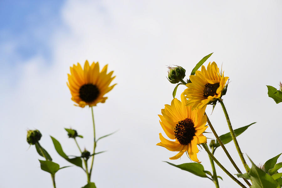 Sunflowers Reaching For the Sky Photograph by Nadalyn Larsen