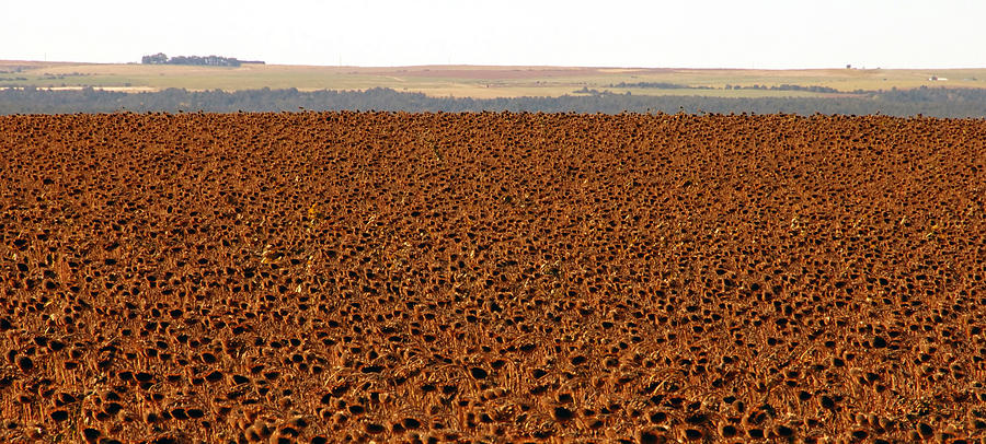 Sunflowers ready for harvesting Photograph by David Lee Thompson