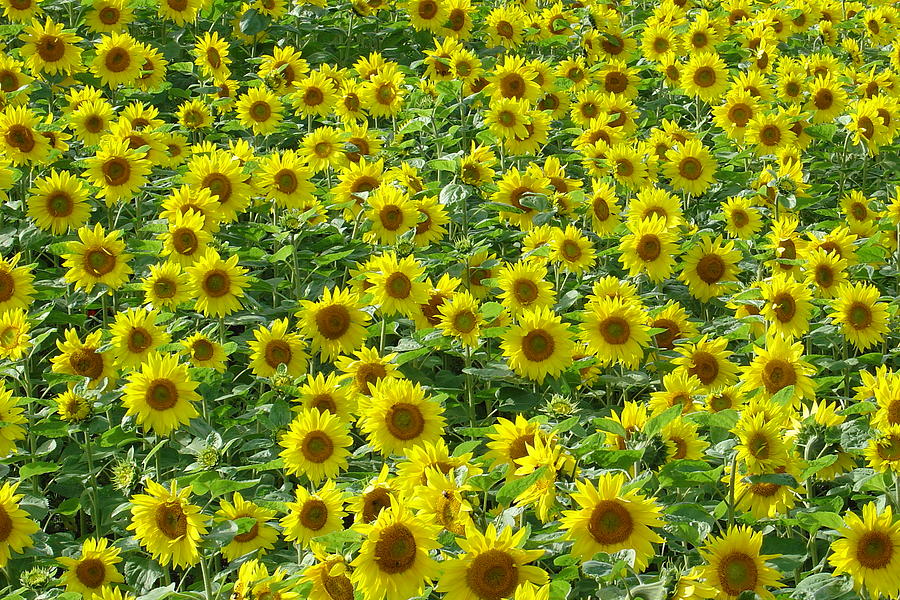 Sunflowers Photograph by Rod Johnson