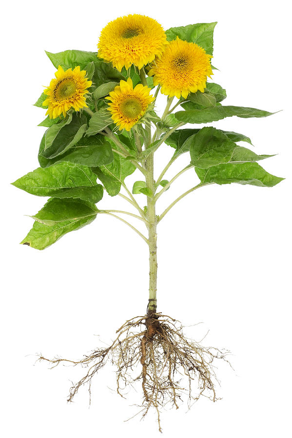 Sunflowers roots isolated Photograph by Aleksandr Volkov - Fine Art America