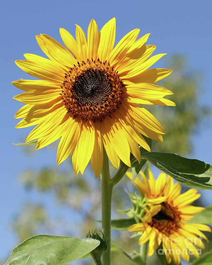 Sunflowers Photograph by Sabrina L Ryan