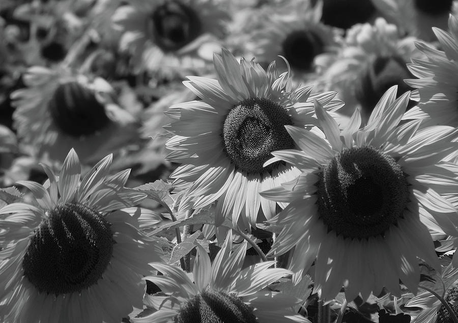 Sunflower Photograph - Sunflowers by Samantha Wagner