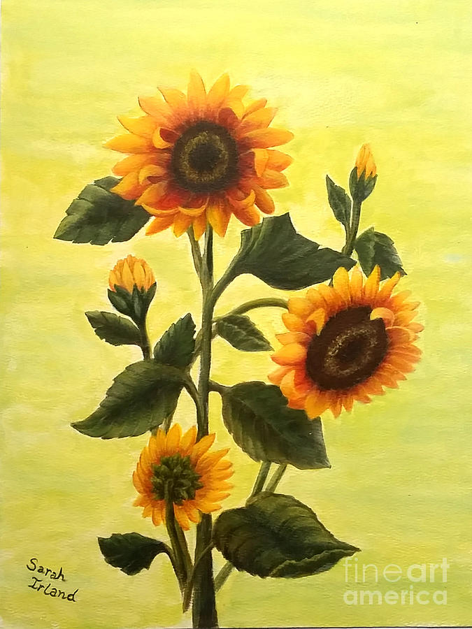 Sunflower_sara Sunflower_sara