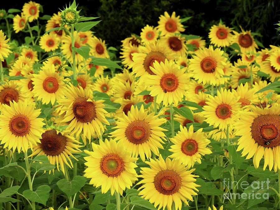Sunflowers Photograph by Scott Cameron