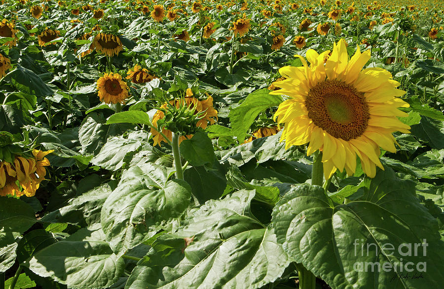 Sunflowers-Signed-#6003 Photograph by J L Woody Wooden
