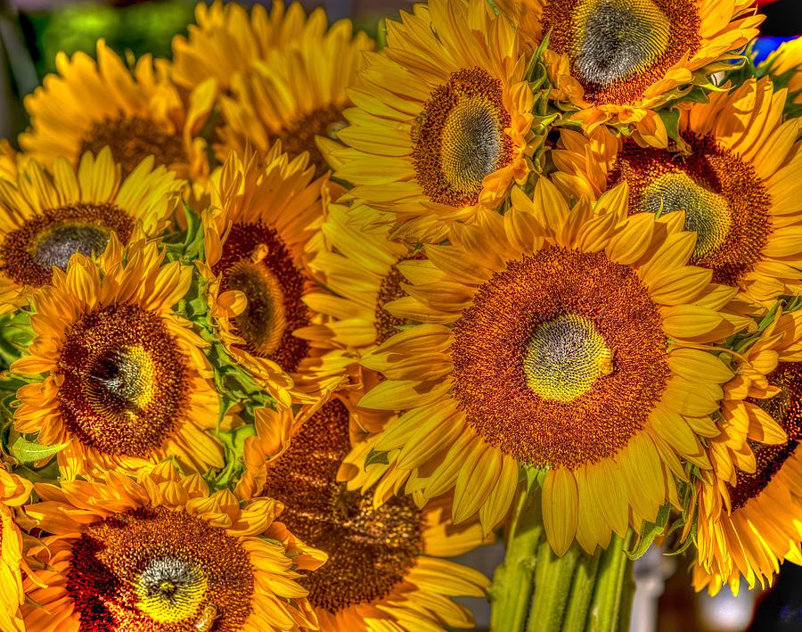 Sunflowers Photograph By Stan Dzugan Pixels