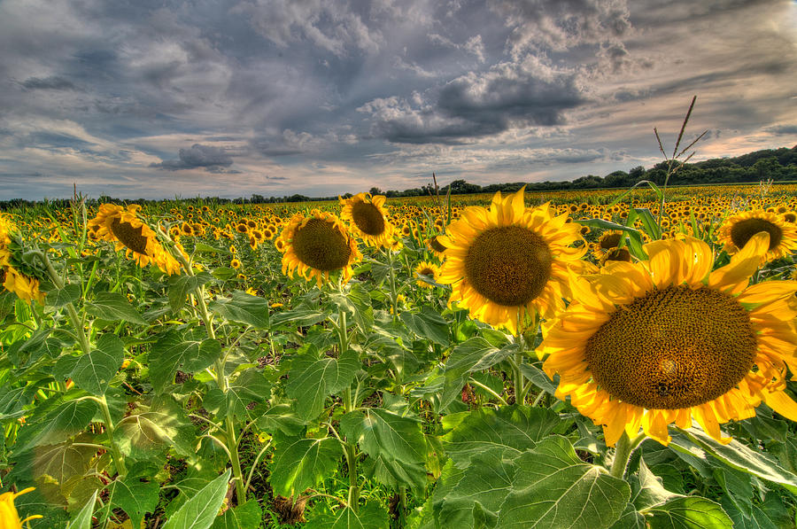 Sunflowers Photograph by Steve Stuller