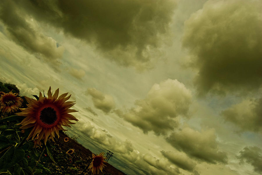 Sunflowers Photograph by Grebo Gray
