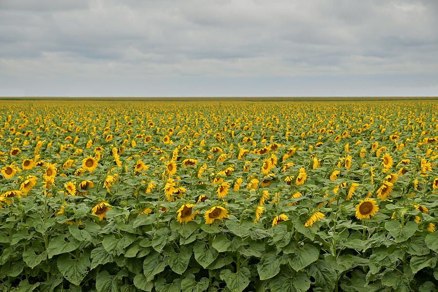 Sunflowers by Steven Liveoak Sunflowers by Steven Liveoak