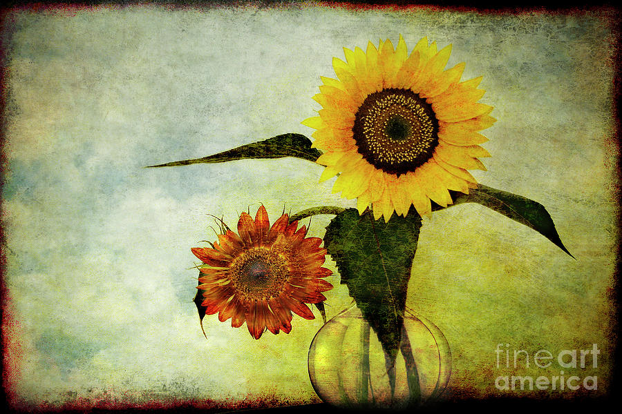 Still Life Photograph - Sunflowers - Still Life by Sari Sauls