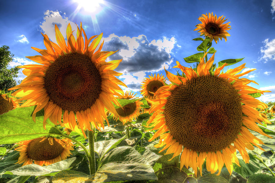Sunflowers Summer Days Photograph by David Pyatt