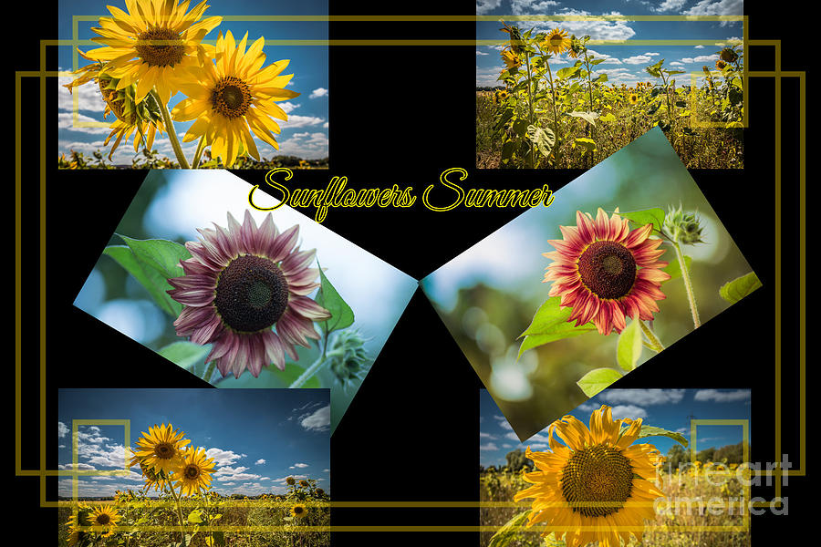 Sunflowers Summer Digital Art by Eva Lechner