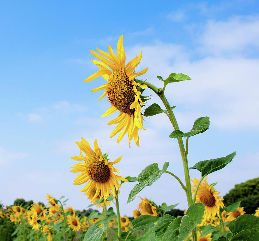 Flower Photograph - Sunflowers Summer by Felices Y Mascotas
