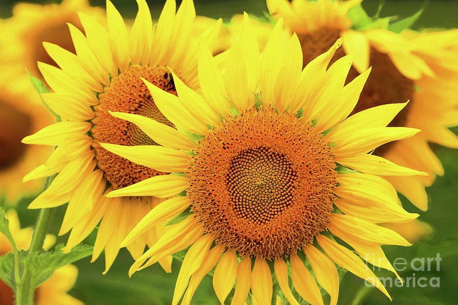 Summer Photograph - Sunflowers-Summer Gold  by Regina Geoghan