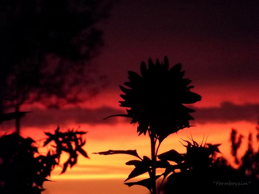 Sunflower Photograph - Sunflowers Sunset by Harold Zimmer