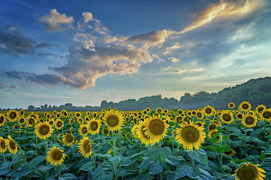 Sunflowers Sunset Weldon Spring MO GRK8266_07152018-HDR Photograph by Greg Kluempers