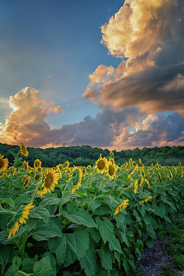 Sunflowers Sunset Weldon Spring MO GRK8303_07152018-HDR Photograph by Greg Kluempers