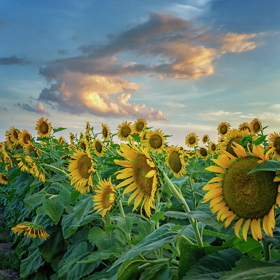 Sunflowers Sunset Weldon Spring MO GRK8311_07152018-HDR Photograph by Greg Kluempers