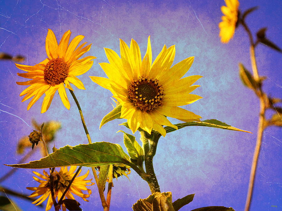 Sunflowers - The Arrival Photograph by Glenn McCarthy Art and Photography