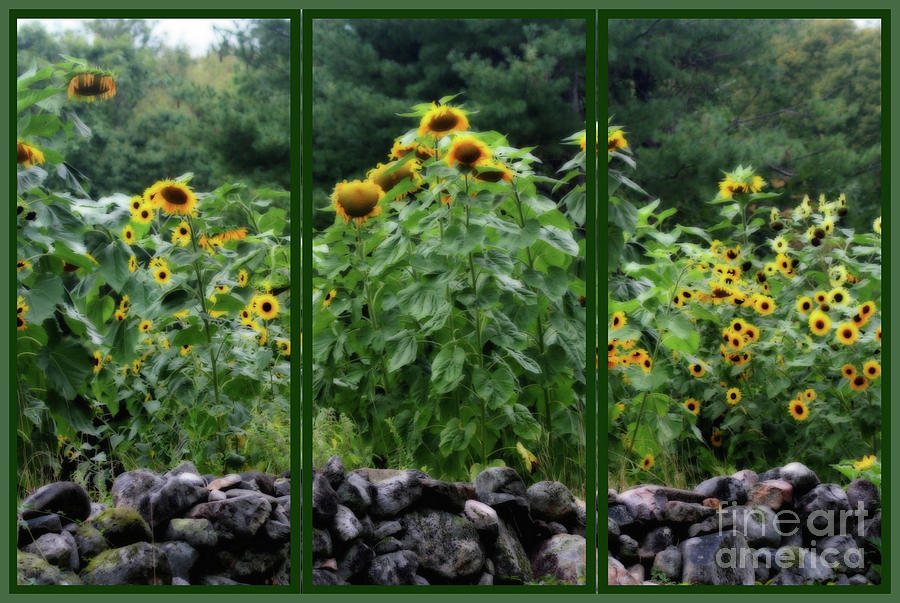 Sunflowers Through A Window Photograph by Smilin Eyes Treasures