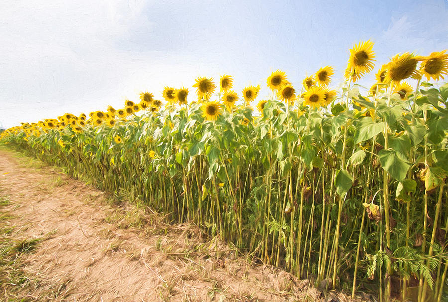 Sunflowers to Infinity Photograph by Natalie Rotman Cote