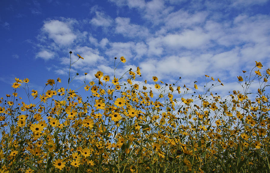 Sunflower Photograph - Sunflowers to the Sky by Brian Kamprath