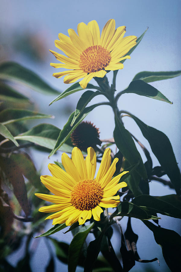 Sunflowers To The Sky  Photograph by Saija Lehtonen