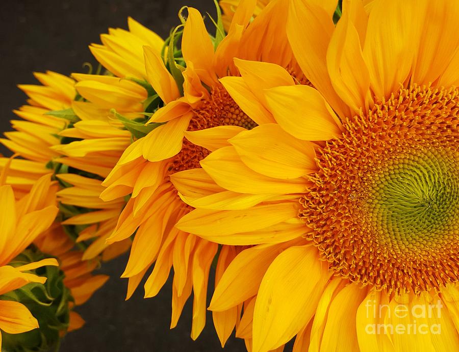 Sunflower Photograph - Sunflowers Train by Jasna Gopic