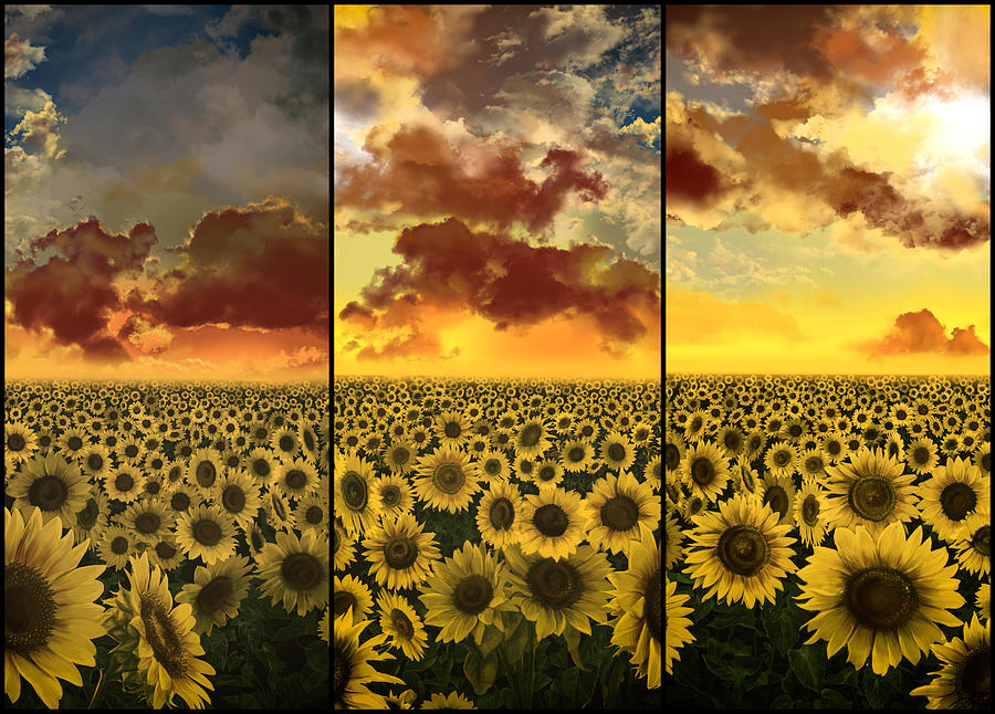 Sunflowers triptych Painting by Bekim M