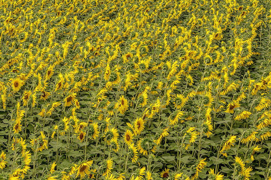 Sunflowers turning the head Photograph by Wolfgang Stocker