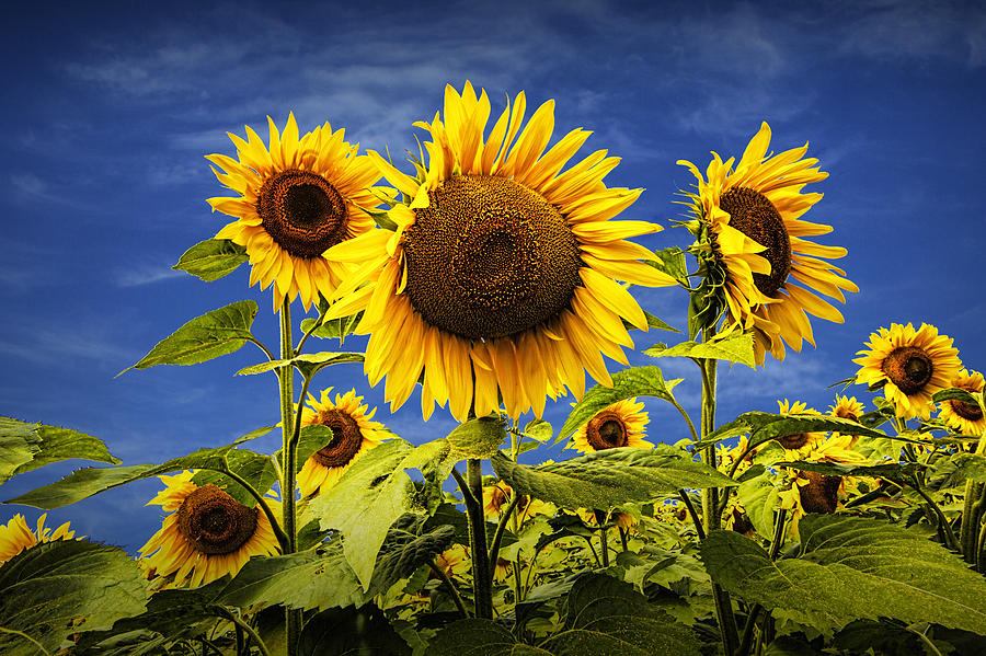 Sunflowers Under A Blue Sky Photograph