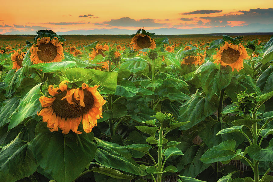 Sunflowers Under A Colorado Sunset    Photograph by John De Bord
