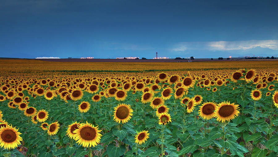 Sunflowers under a stormy sky by Denver airport Photograph by John De Bord
