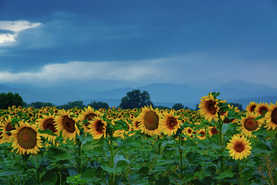 Sunflowers Under A Stormy Sky Photograph by John De Bord