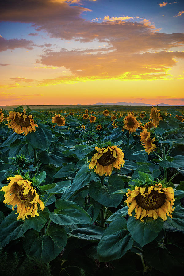 Sunflowers Under A Sunset Sky Photograph by John De Bord