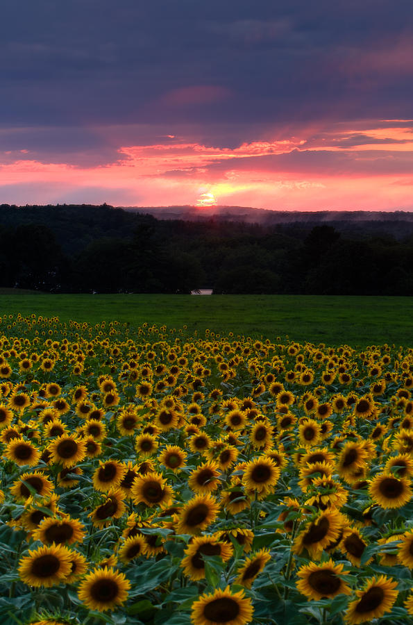 Flower Photograph - Sunflowers Under Red Skies by Mike Dooley