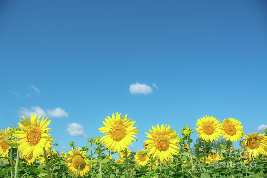 Sunflowers under the Blue Sky Photograph by Cheryl Baxter