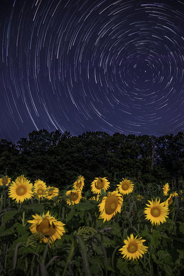 Sunflowers under the Night Sky Photograph by Kristen Wilkinson