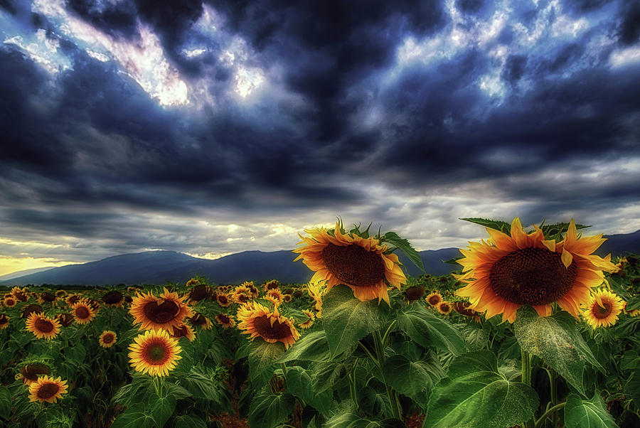 Sunflower Photograph - Sunflowers under the stormy skies by Plamen Petkov