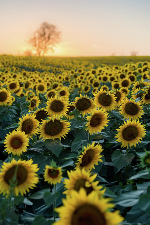 Sunflowers v Photograph by Ryan Heffron