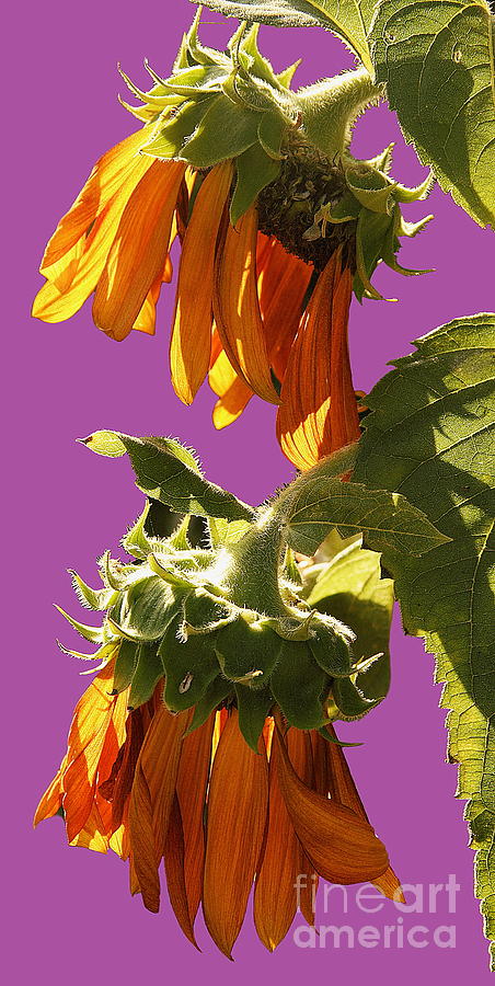 Sunflowers Photograph by Viktor Savchenko